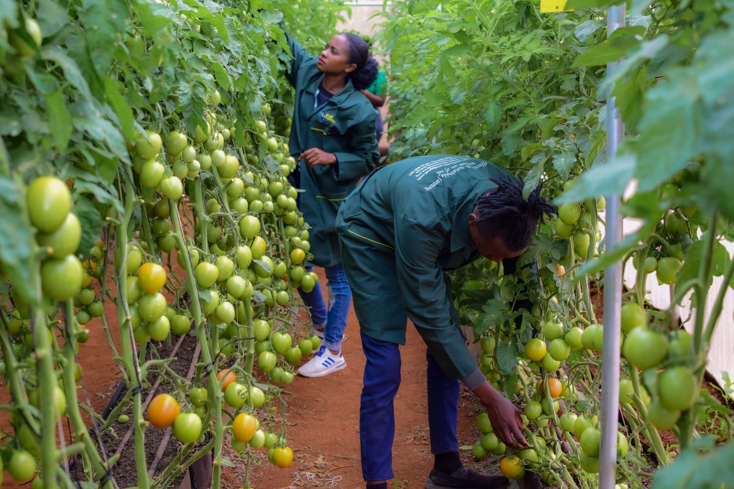 Vegetable Production