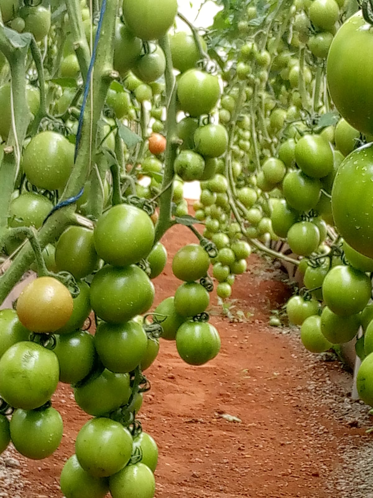 Tomato Production